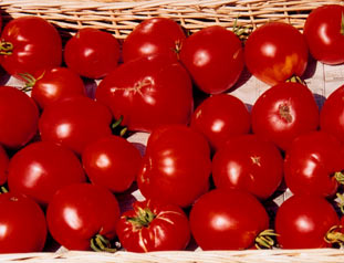 tomato